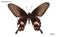 藏品(紅珠鳳蝶)的圖片